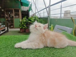 Persian cat/Persian kittens/triple coated/punch face/peki kitten