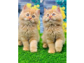 pure-punch-face-persian-kittens-for-sale-small-3
