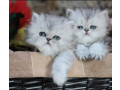 pure-punch-face-persian-kittens-for-sale-small-1