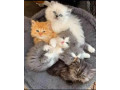 pure-punch-face-persian-kittens-for-sale-small-0