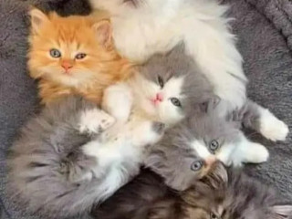 Pure  punch face Persian kittens for sale