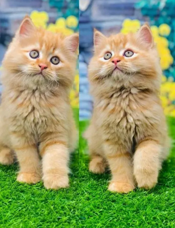 pure-punch-face-persian-kittens-for-sale-big-3