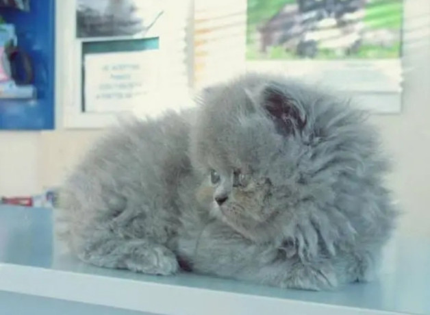 pure-punch-face-persian-kittens-for-sale-big-2