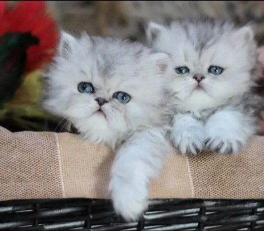 pure-punch-face-persian-kittens-for-sale-big-1