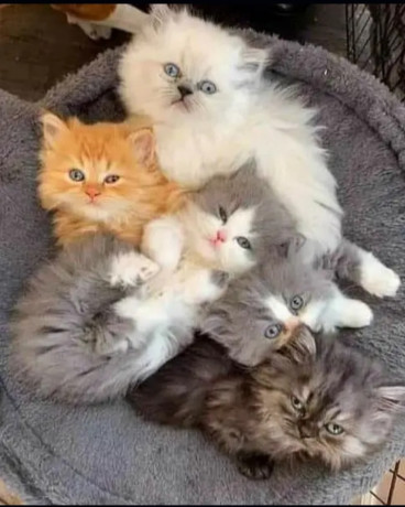 pure-punch-face-persian-kittens-for-sale-big-0