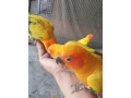yellow-ringneck-beautiful-healthy-pair-for-sale-small-4