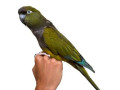 yellow-ringneck-beautiful-healthy-pair-for-sale-small-2