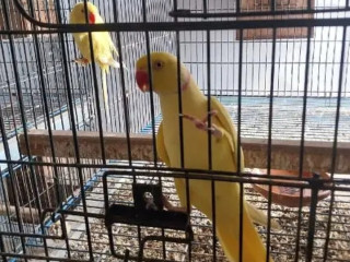 Yellow ringneck beautiful healthy pair For Sale