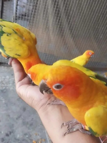 yellow-ringneck-beautiful-healthy-pair-for-sale-big-4