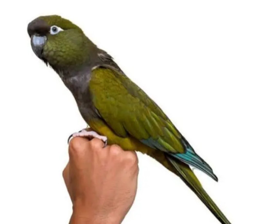yellow-ringneck-beautiful-healthy-pair-for-sale-big-2