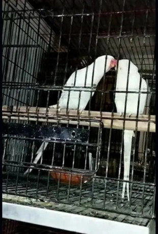 yellow-ringneck-beautiful-healthy-pair-for-sale-big-1