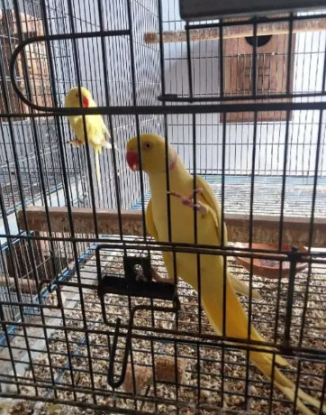 yellow-ringneck-beautiful-healthy-pair-for-sale-big-0
