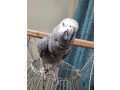 gray-parrot-male-for-sale-small-1