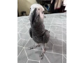 gray-parrot-male-for-sale-small-2