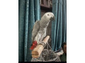 gray-parrot-male-for-sale-small-0