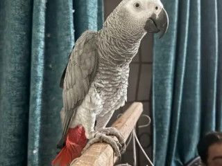 Gray Parrot Male  For Sale