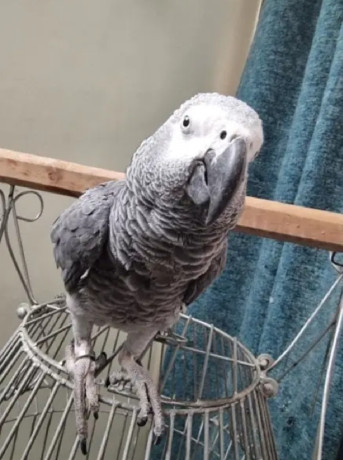 gray-parrot-male-for-sale-big-1