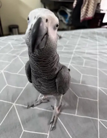 gray-parrot-male-for-sale-big-2