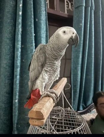 gray-parrot-male-for-sale-big-0