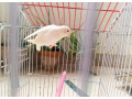 albino-red-eye-albino-split-blue-fisheri-split-ino-for-sale-small-3