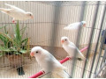 albino-red-eye-albino-split-blue-fisheri-split-ino-for-sale-small-0