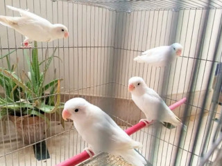 Albino red eye albino split blue Fisheri split ino For Sale